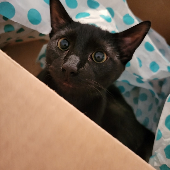 Meet your Posher, Chelsey - Picture 2 of 2